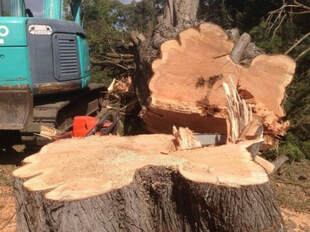 Tree Removal North Brisbane 