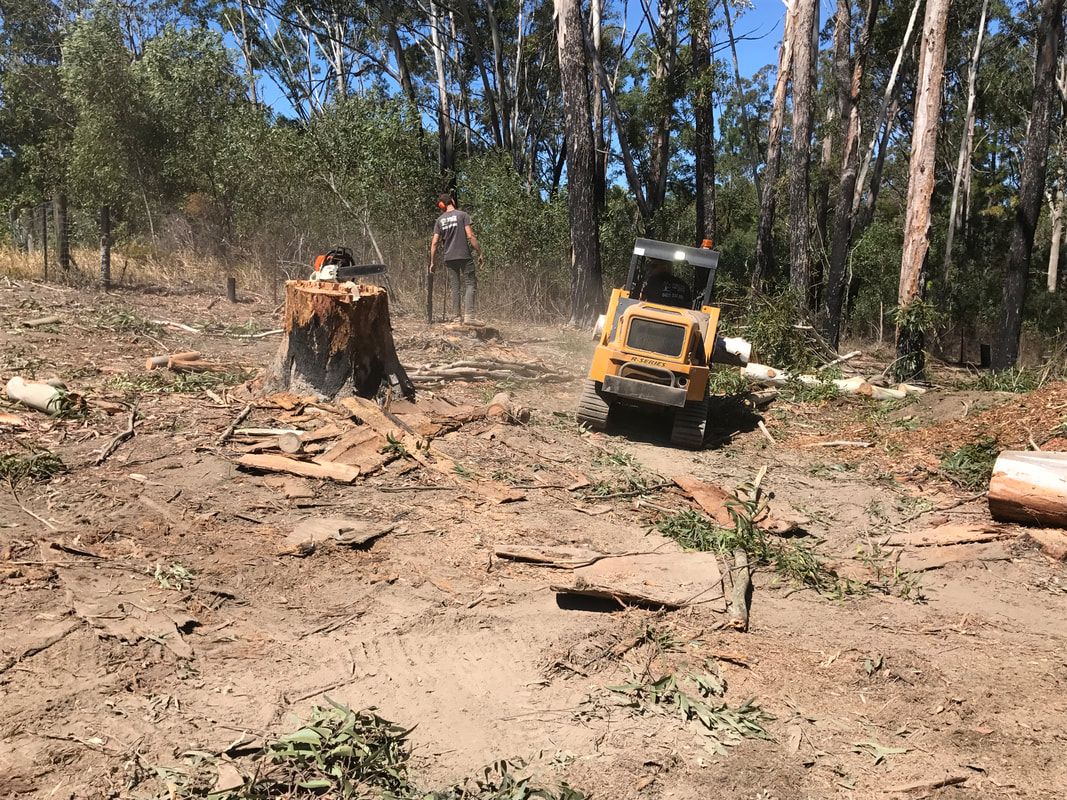 Tree Lopper in North Lakes Area Using Chain saw