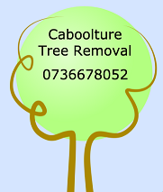 Caboolture tree removal zillmere