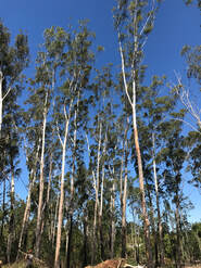 Tree Lopping Brisbane 