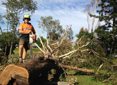 dead tree removal in burpengary
