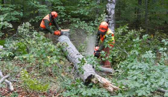 dead tree removal in Kippa-Ring