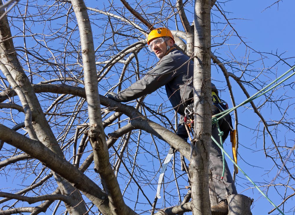 tree removal Bald Hills Area