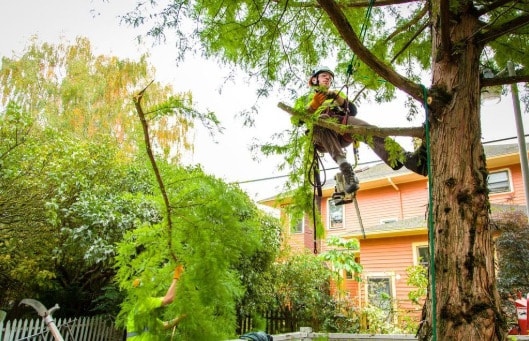 Brisbane North Tree Removal