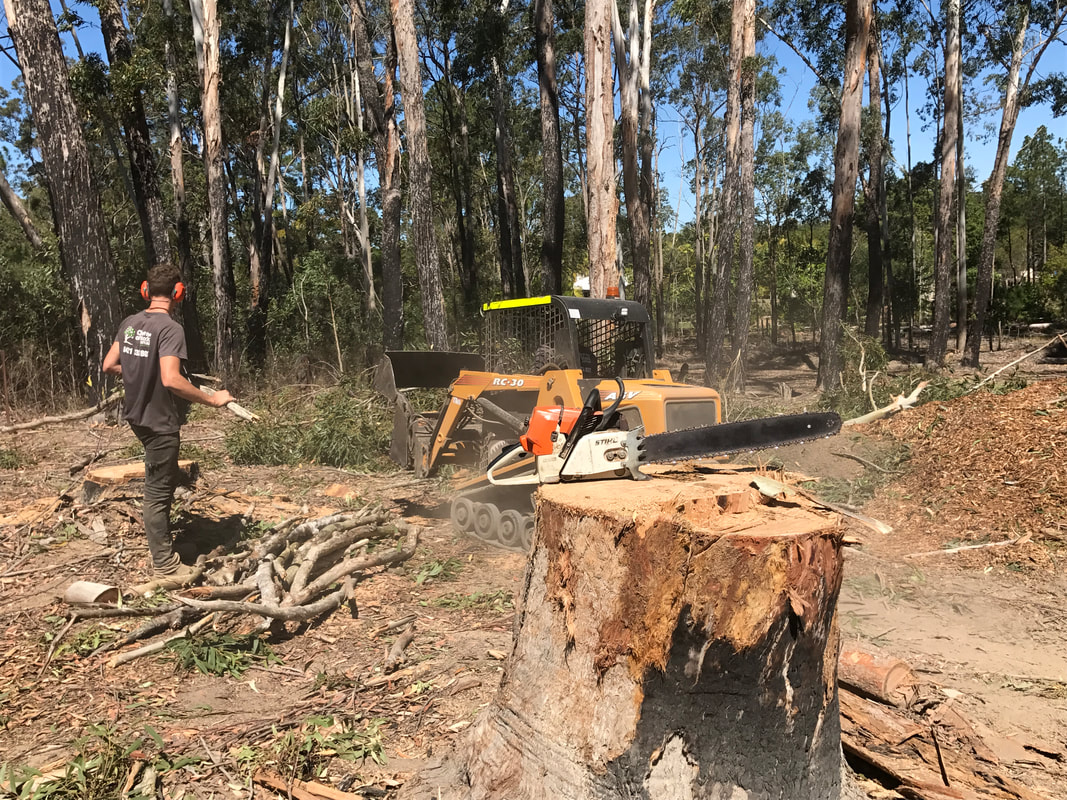 Cutting down tree in burpengary