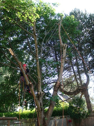 tree removal Kippa-Ring Area